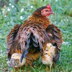 Chicks Square – Haney