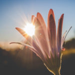 Flower Cropped