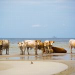 cow 3