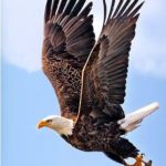 eagle 2