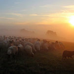 good shepherd – Kennaugh