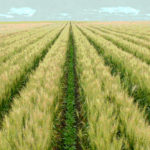 good soil 1