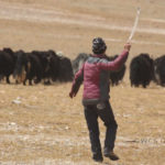 herdsman 1400×1400