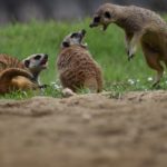 quarrel 1