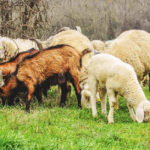 sheepandgoat
