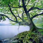 tree 2